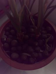 Pot of Chinese evergreen image 3