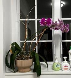 Pretty plant pots x 5 image 1