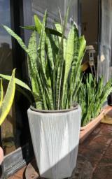 Sansevieria Trifasciata in Artstone Pot image 1