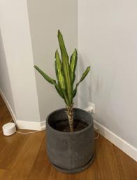 Sell plant with pot image 1