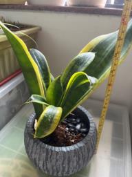 Snake plant in ceramic pot image 1