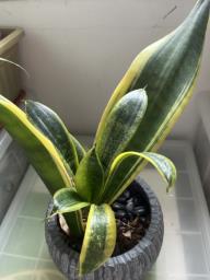 Snake plant in ceramic pot image 2