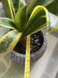 Snake plant in ceramic pot image 3