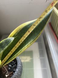 Snake plant in ceramic pot image 4