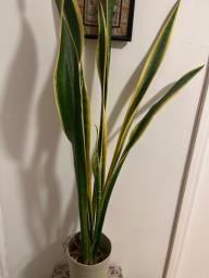Snake plant in pot image 1