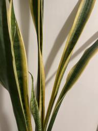 Snake plant in pot image 2