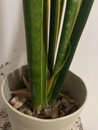 Snake plant in pot image 4