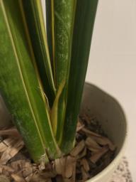 Snake plant in pot image 3