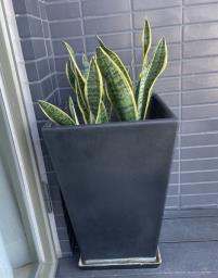 Snake plant pot image 1