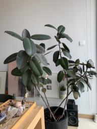 Tall Rubber Plant with Pot image 1