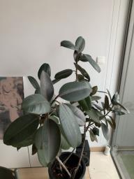 Tall Rubber Plant with Pot image 2