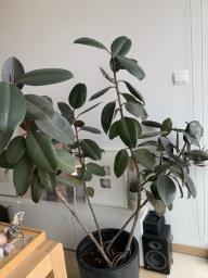 Tall Rubber Plant with Pot image 3
