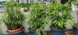 Various large potted mature plants image 1