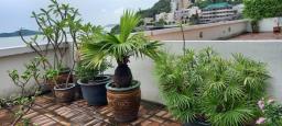 Various large potted mature plants image 5