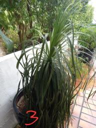 Various large potted mature plants image 7