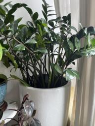 Zz plant in a large white ceramic pot image 1
