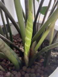 Zz plant in a large white ceramic pot image 3
