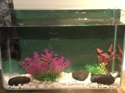 12 L small fish tank with accessories image 1