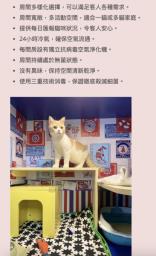 Cat Boarding Service at Honey Cat Hotel image 2