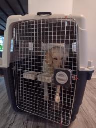 Dog Crate image 2