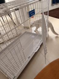 Foldable Pet Cage  Cat Cage  Like New image 4
