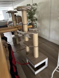 Tall cat climbing  frame image 2