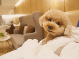 Regent Heights Serviced Apartment image 4