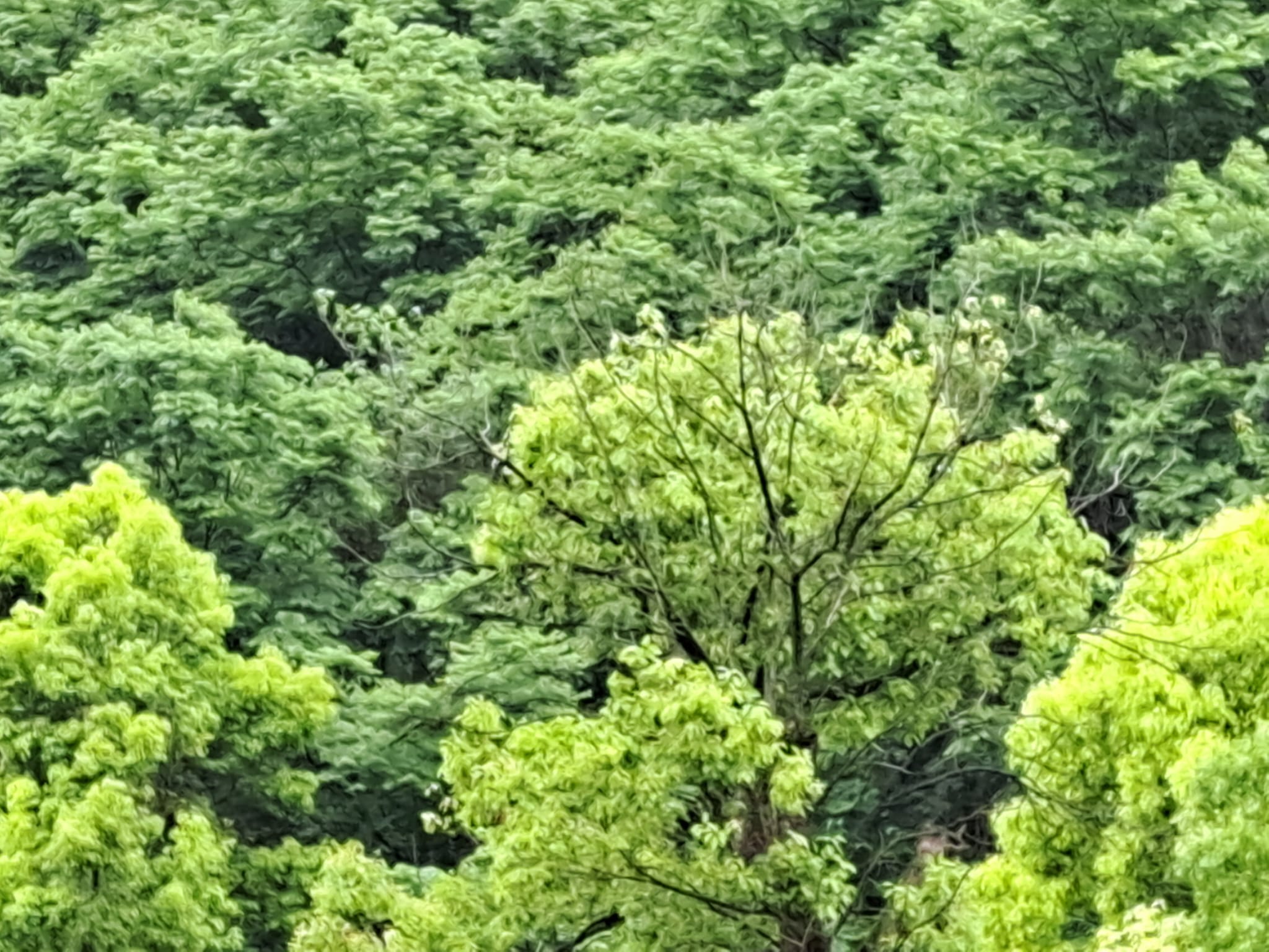 Earth Green