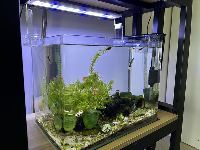 Complete Set of Aquarium with Fish & Plants