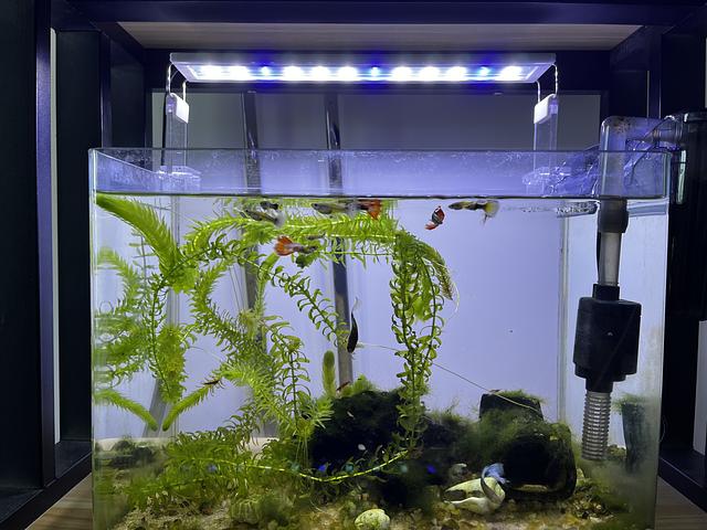 Complete Set of Aquarium with Fish & Plants