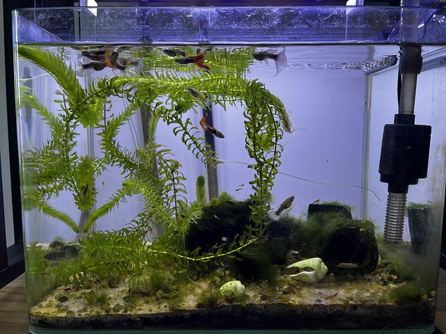 Complete Set of Aquarium with Fish & Plants