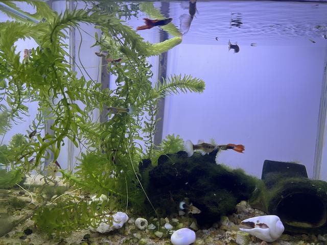 Complete Set of Aquarium with Fish & Plants