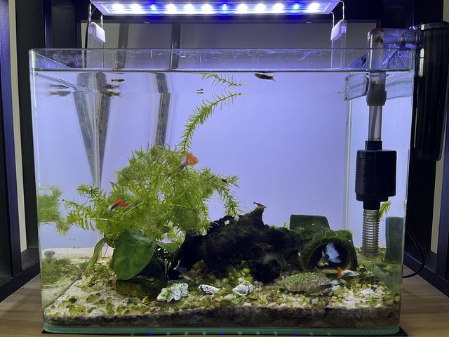 Complete Set of Aquarium with Fish & Plants