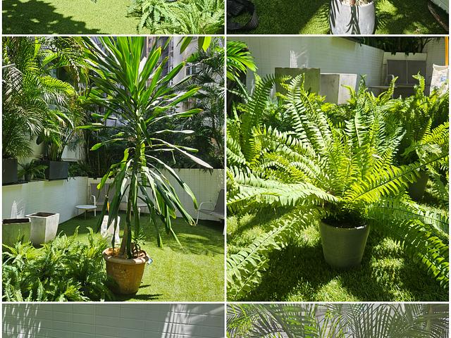 Plants and pots for sale