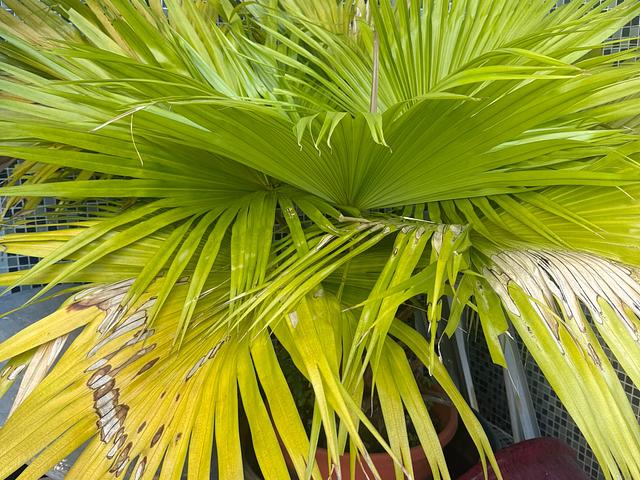 Outdoor and Indoor plants for sale