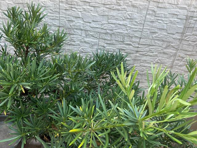Outdoor and Indoor plants for sale