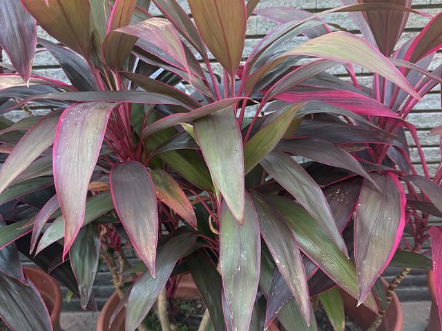 Outdoor and Indoor plants for sale