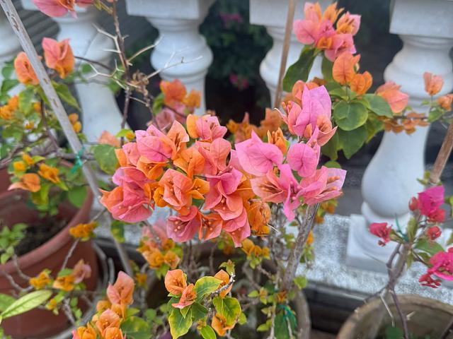 Outdoor and Indoor plants for sale