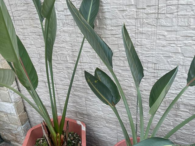 Outdoor and Indoor plants for sale