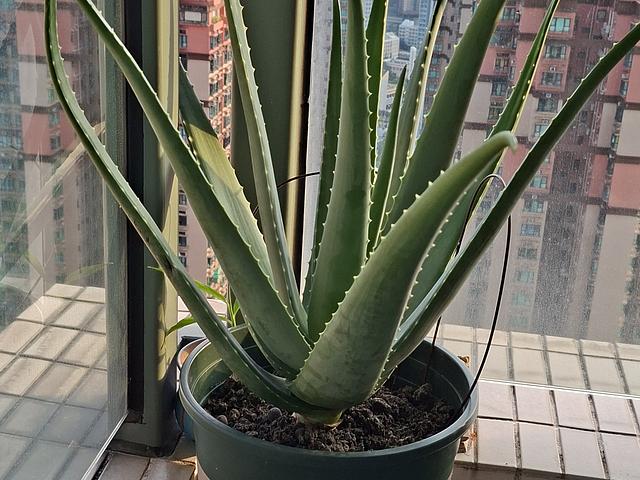 aloe vera 