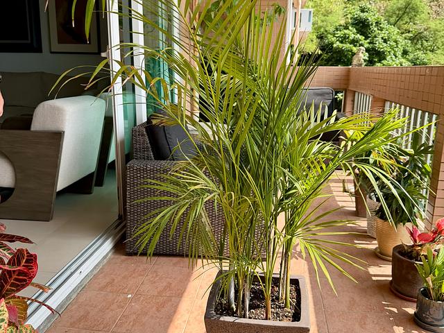 Assorted Plants with beautiful pots