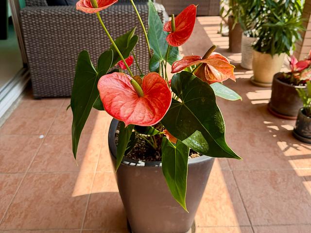 Assorted Plants with beautiful pots