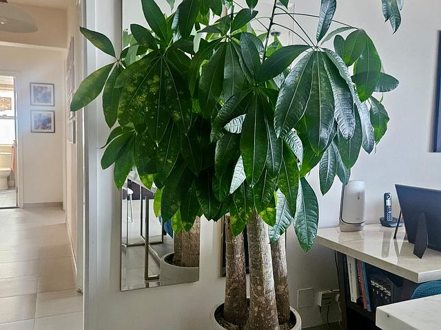 Assorted Plants with beautiful pots