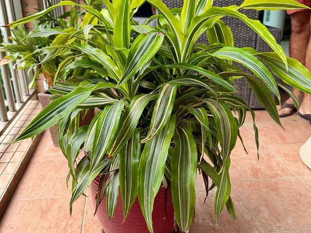Assorted Plants with beautiful pots