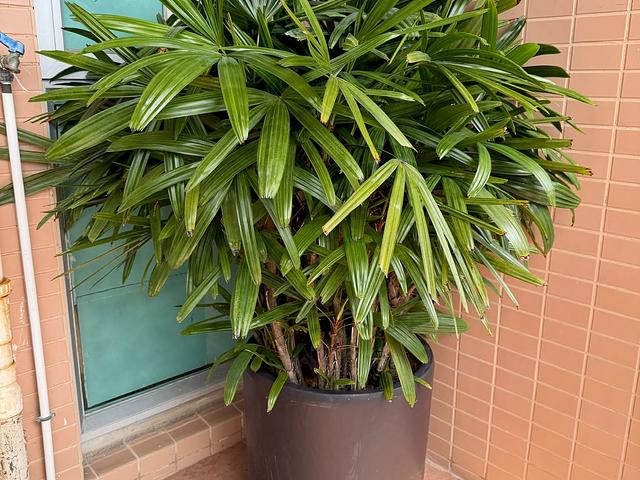 Assorted Plants with beautiful pots