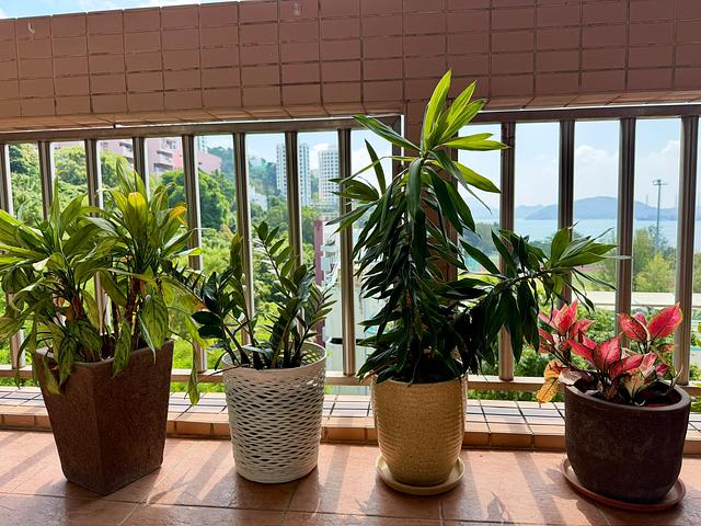 Assorted Plants with beautiful pots