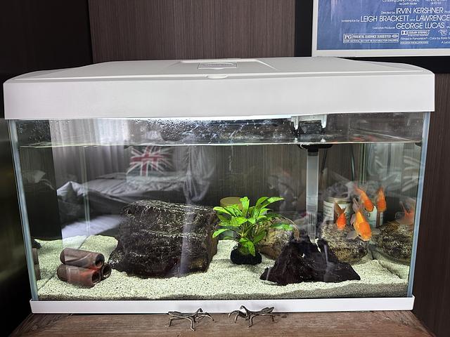 ALREADY GONE ** Free fish and tank