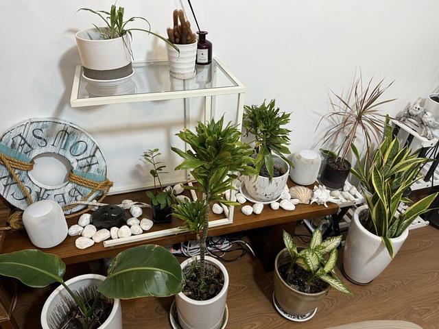 Several plants with ceramic pot