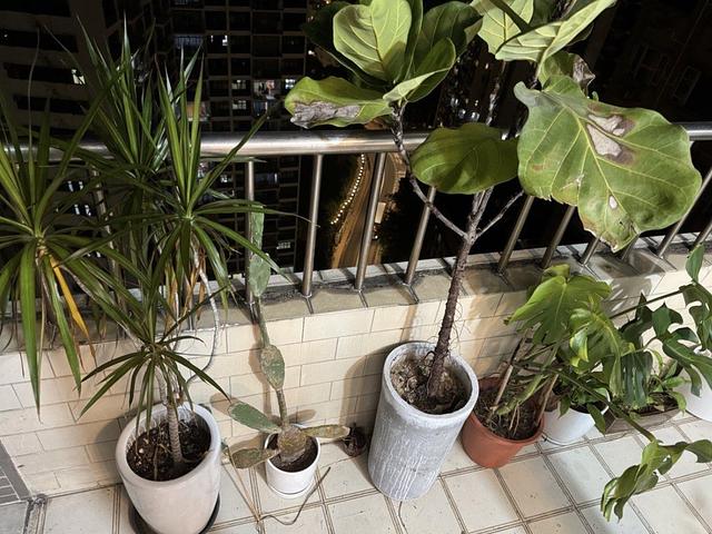 Several plants with ceramic pot
