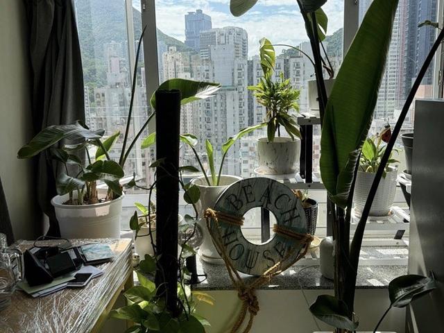 Several plants with ceramic pot